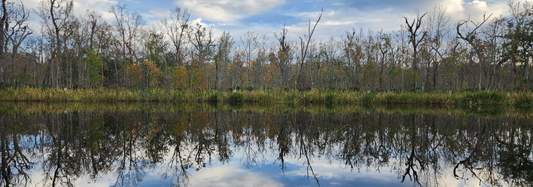 Mirrored Bayou